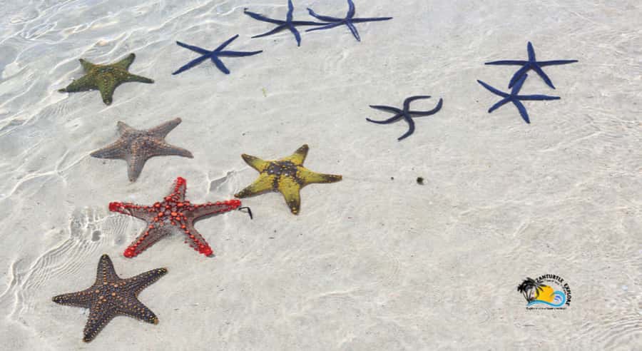 Zanzibar: Blue Lagoon, Starfish and Jozani Forest Tour - Is $115 per person a fair price?