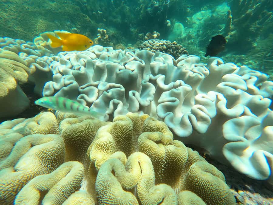 Zanzibar: Blue lagoon, Starfish, Paje Beach and Maalum Cave - What to pack and how to prepare