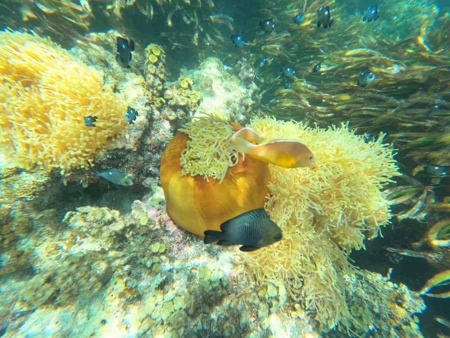 Zanzibar: Blue lagoon, Starfish, Paje Beach and Maalum Cave - Blue Lagoon and Starfish Garden: the main water stop