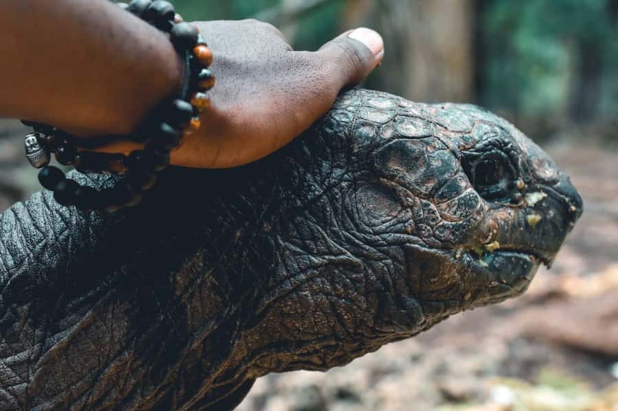 Zanzibar: Combo Zanzi Prison & Nakopenda Island & Stone town - A full Zanzibar day from Nungwi or Kendwa