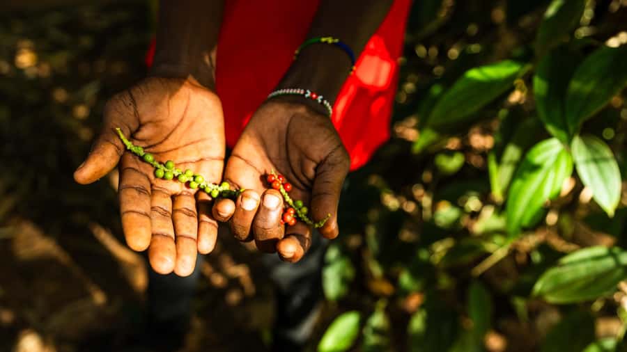 Zanzibar: Day Jozani Forest,Spice Farm,Nature and Savor Tour - Five things worth knowing before you book