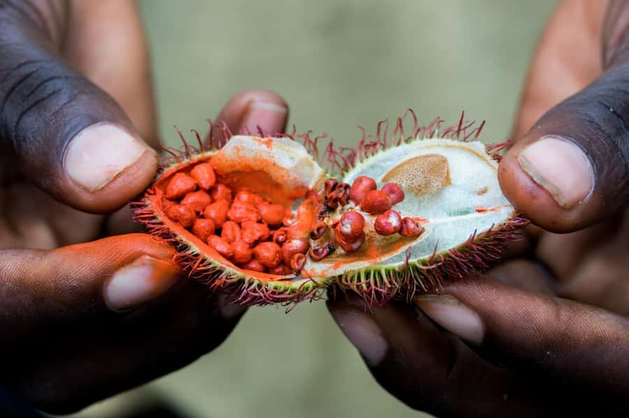 Zanzibar: Day Jozani Forest,Spice Farm,Nature and Savor Tour - At the spice farm, Zanzibar becomes a lesson in smell and taste