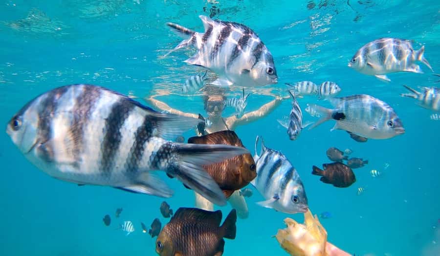 Zanzibar dolphins+ snokling at mnemba with turles swimming - Weather, Comfort, and Practical Tips