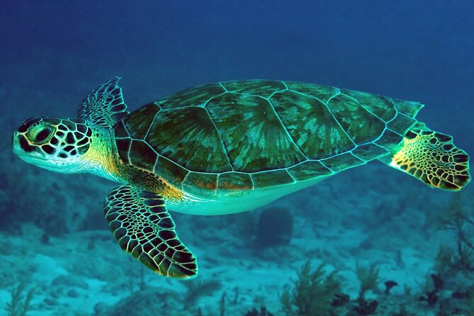 Zanzibar Excursions - Day three: Jozani Forest, mangroves, turtles, and caves
