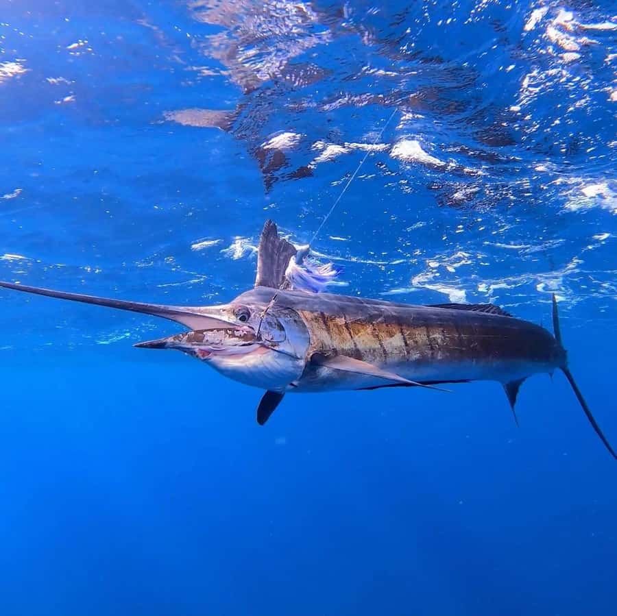 ZANZIBAR FISHING EXPRIENCE - Should you book the Zanzibar Fishing Experience?