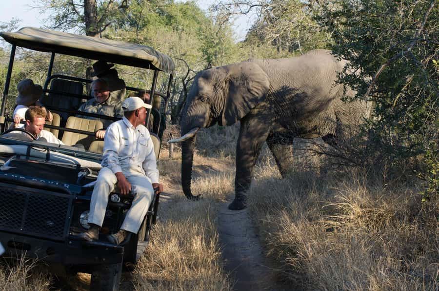 Zanzibar: Fly to Nyerere National Park – 2-Day Safari - Why this short safari works from Zanzibar