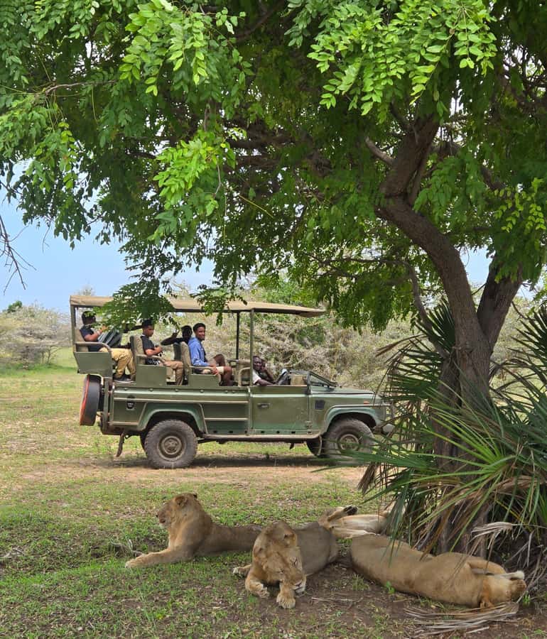 Zanzibar: Fly to Nyerere National Park – 2-Day Safari - The Selous Safari Lodge overnight stay