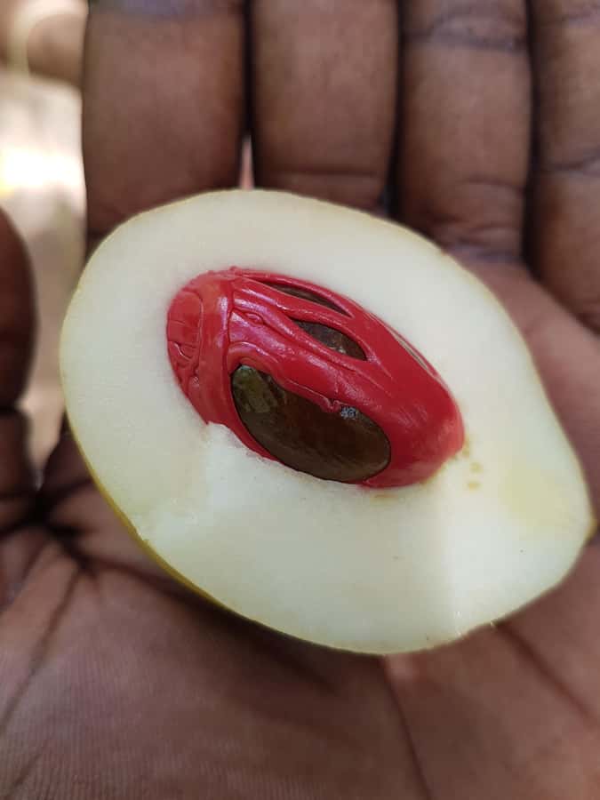 Zanzibar full day Jozani forest + Spice farm and stone town - What this full-day Zanzibar outing is trying to do