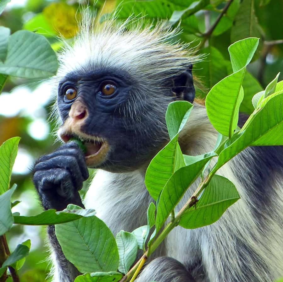 Zanzibar full day Jozani forest + Spice farm and stone town - The mangrove bridge gives the forest visit a second setting