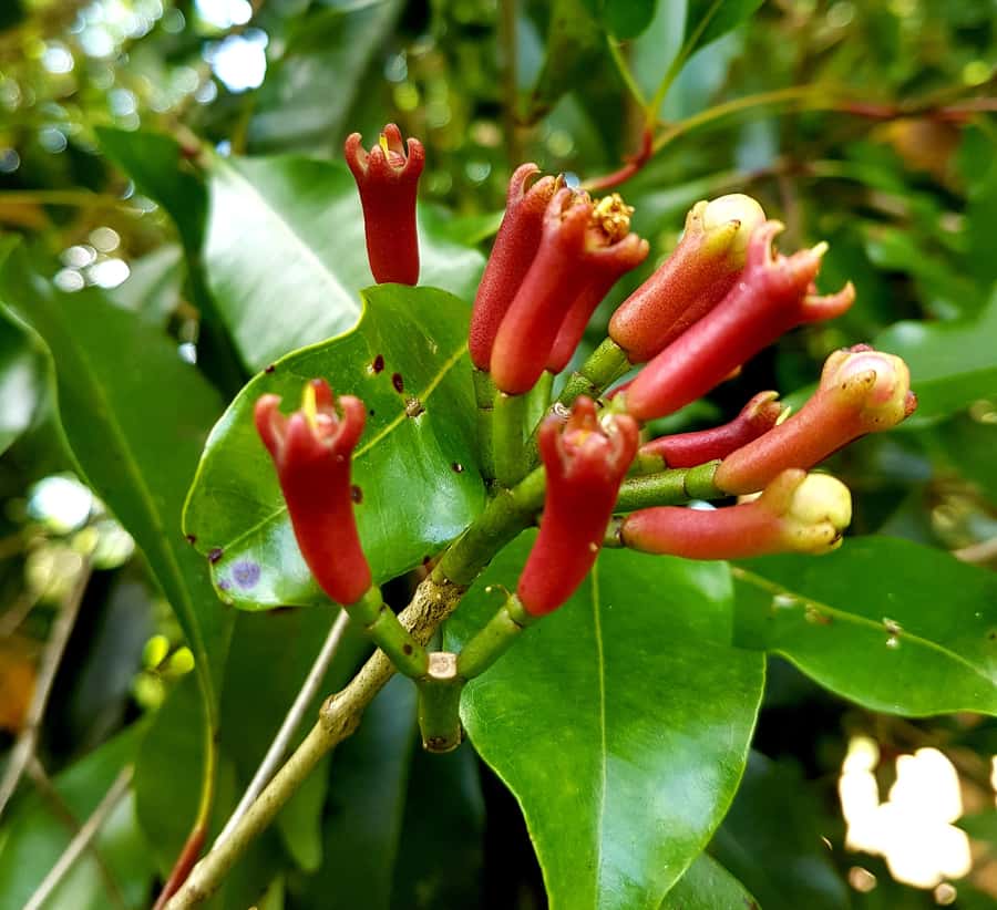 Zanzibar full day Jozani forest + Spice farm and stone town - Should you book the Jozani, spice farm and Stone Town tour?