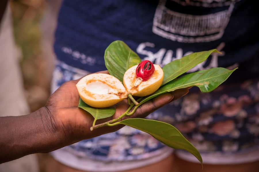 Zanzibar: Half-Day Prison Island, Tortoises and Spices Tour - Two Zanzibar highlights in one half-day