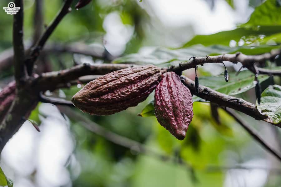 Zanzibar: Half-Day Spice Farm Tour,the flavours of Zanzibar - The buying stops and the price question