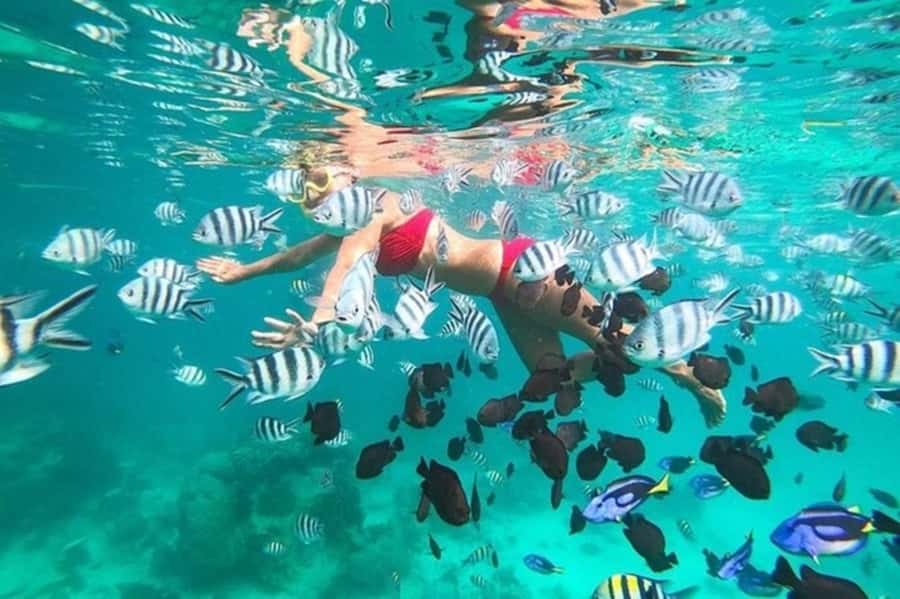 Zanzibar Half Day Trip in Mnemba Island - Why Mnemba Island attracts snorkelers