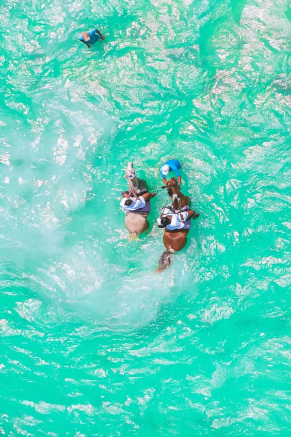 Zanzibar: Horse Riding and Kayaking with Video and Photos - Is $230 per person good value?