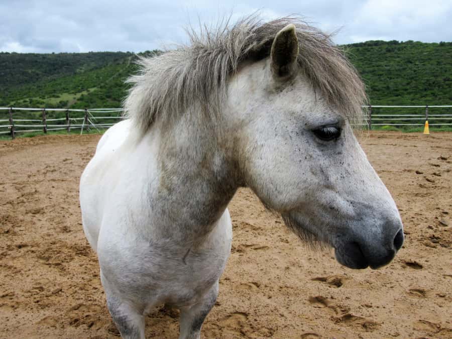 Zanzibar: Horseback Riding and Turtle Aquarium Visit - Key points to know before booking