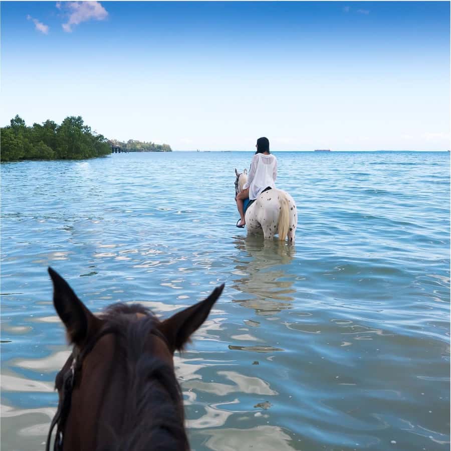 Zanzibar: Horseback Riding and Turtle Swimming Tour - Key points before you book