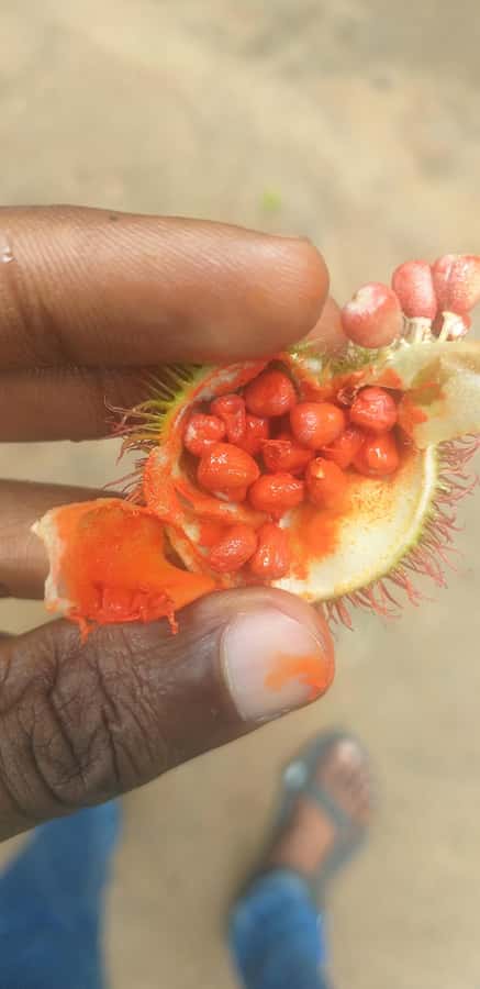 Zanzibar: Jozani Chwaka Bay National Park and Spice Farm … - Why combine Jozani Forest with a spice farm?