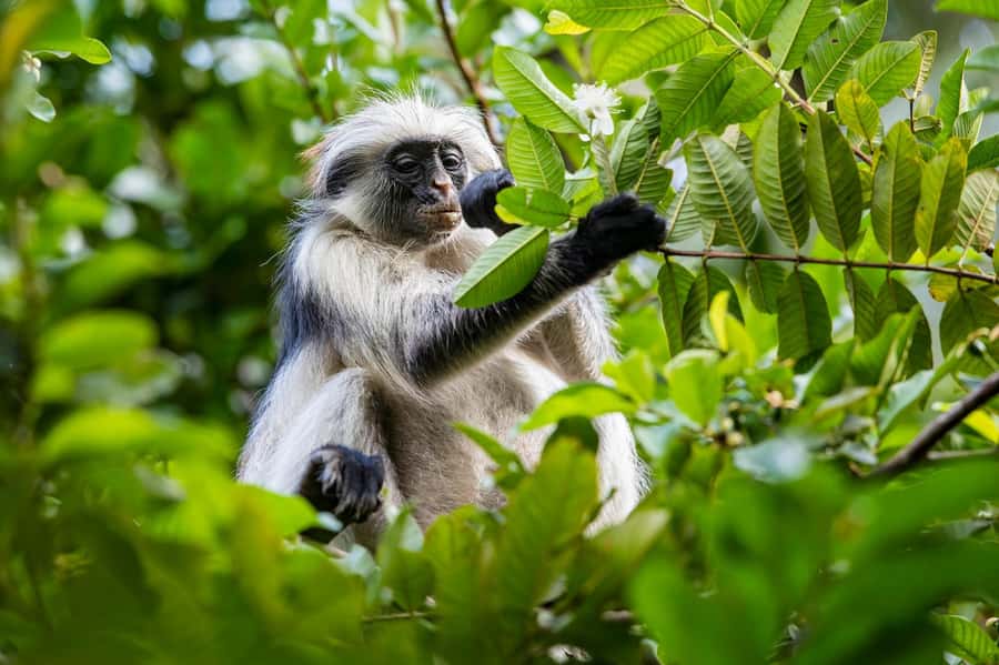 ZANZIBAR; JOZANI FOREST - Key points to know before booking