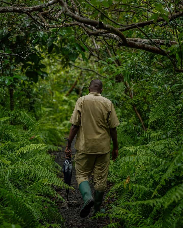 ZANZIBAR; JOZANI FOREST - What this Zanzibar outing actually includes