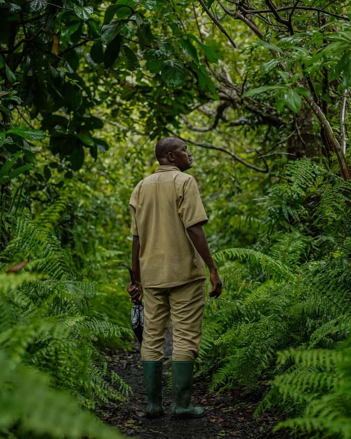 ZANZIBAR; JOZANI FOREST - Meeting Zanzibar’s red colobus monkeys