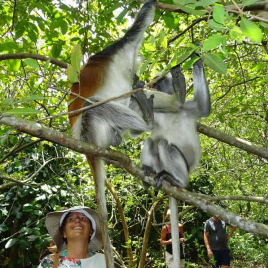 Zanzibar: Jozani Forest and Swim with Sea Turtles. - Booking, cancellation, and practical checks
