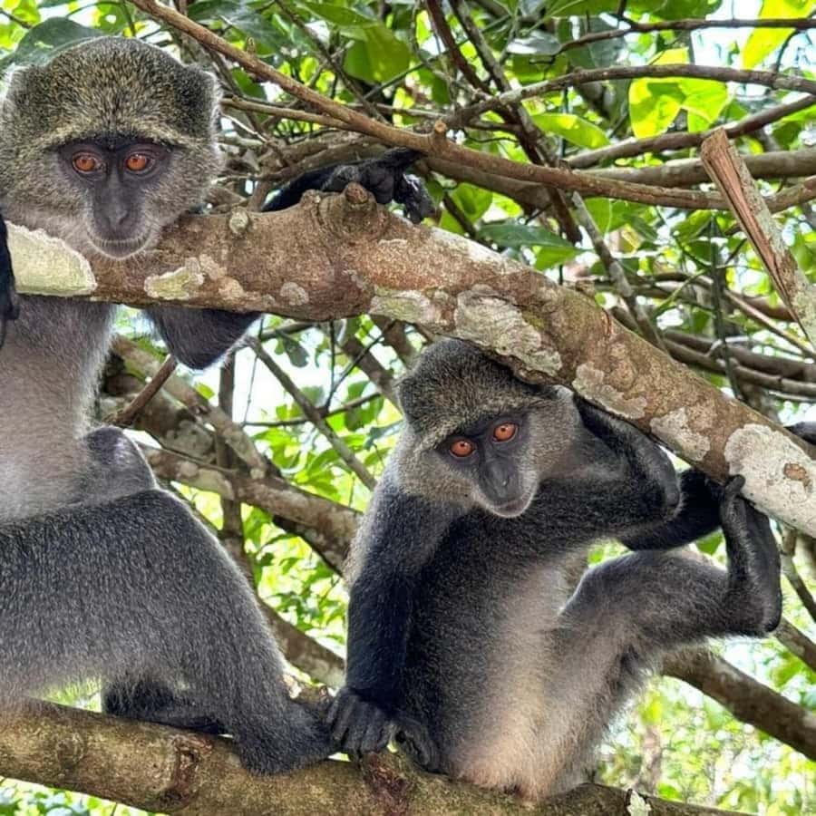 ZANZIBAR: Jozani Forest, butterfly center & Reptile park - Five good reasons to choose this Zanzibar nature day