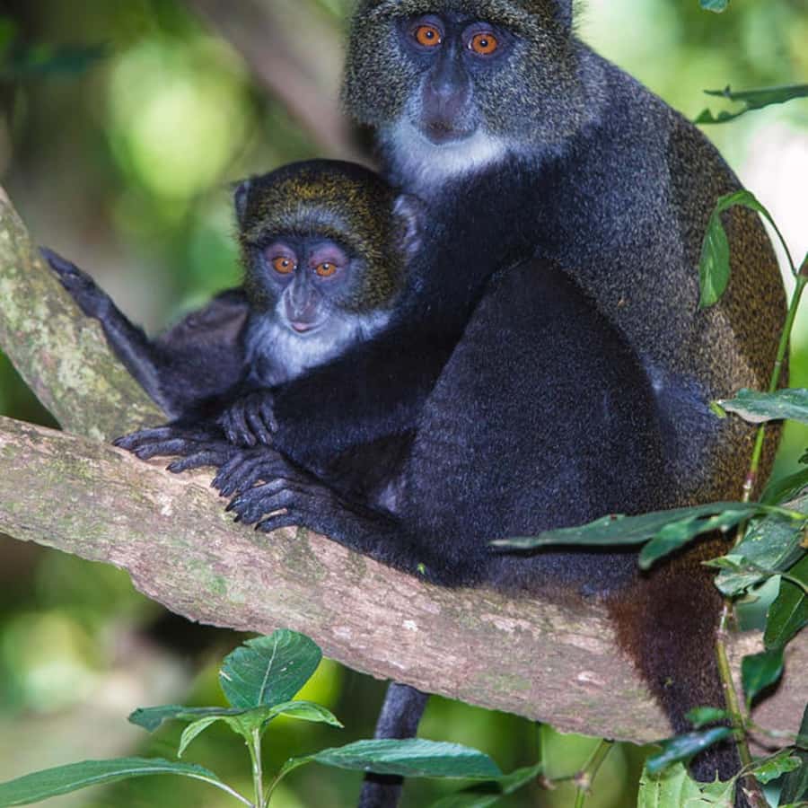 ZANZIBAR: Jozani Forest, butterfly center & Reptile park - Jozani Forest: Zanzibar’s best wildlife stop