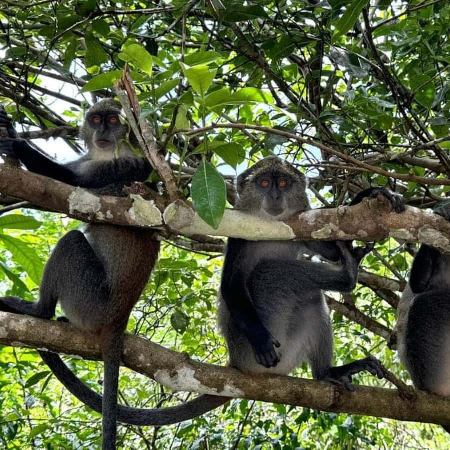 ZANZIBAR: Jozani Forest, butterfly center & Reptile park - Why the three-stop order works
