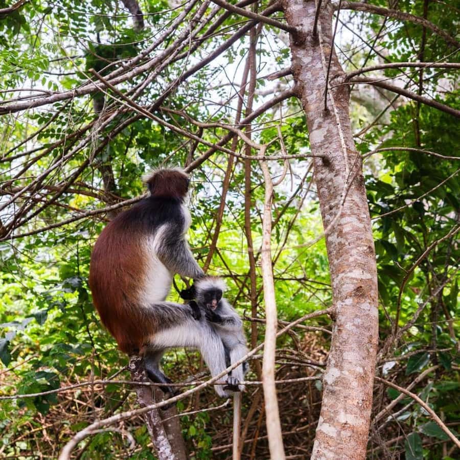 ZANZIBAR: Jozani Forest, butterfly center & Reptile park - Private groups and the value of the guide