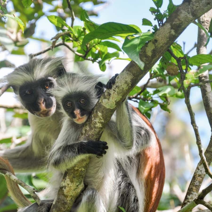 ZANZIBAR: Jozani Forest, butterfly center & Reptile park - What to bring and how to prepare