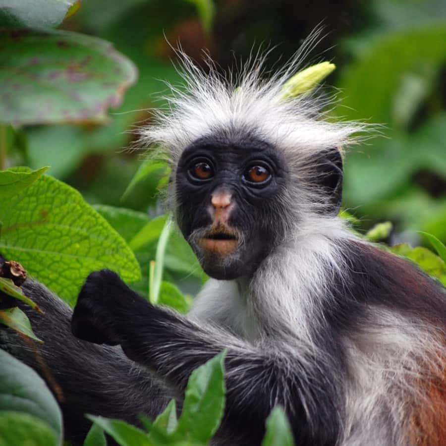 ZANZIBAR: Jozani Forest, butterfly center & Reptile park - Should you book this Zanzibar eco adventure?