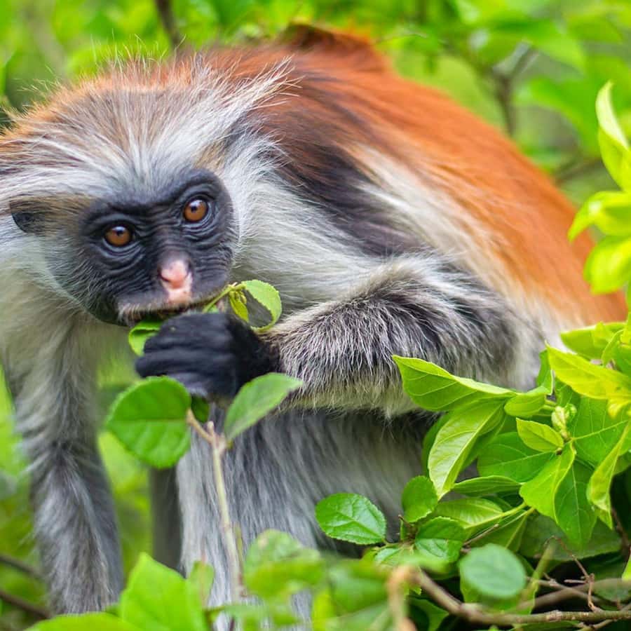 ZANZIBAR: Jozani Forest, butterfly center & Reptile park - What the Red Colobus encounter is really like