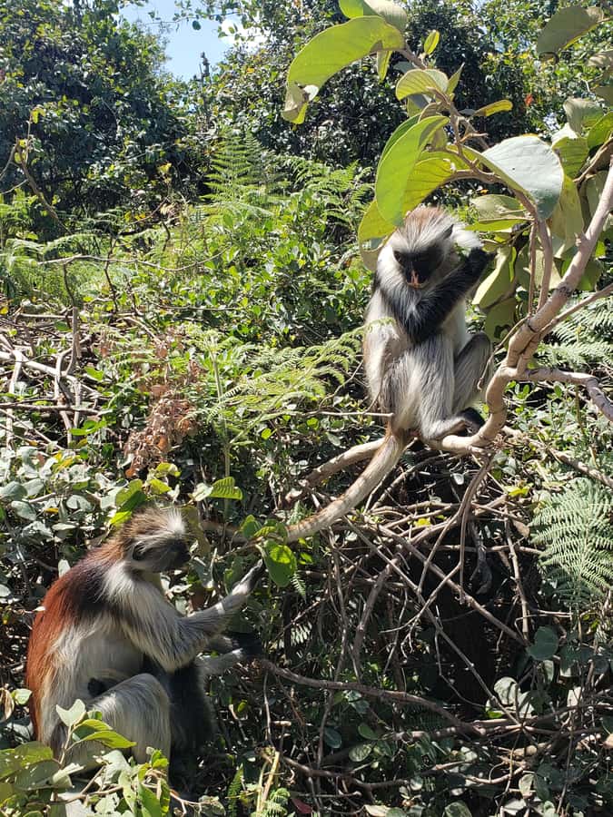 Zanzibar: Jozani forest, Butterfly center & Salaam cave tour - Why the guide can shape your Jozani visit