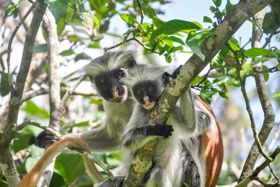 Zanzibar: Jozani forest, Butterfly center & Salaam cave tour - Butterfly Center: a short stop with more than butterflies
