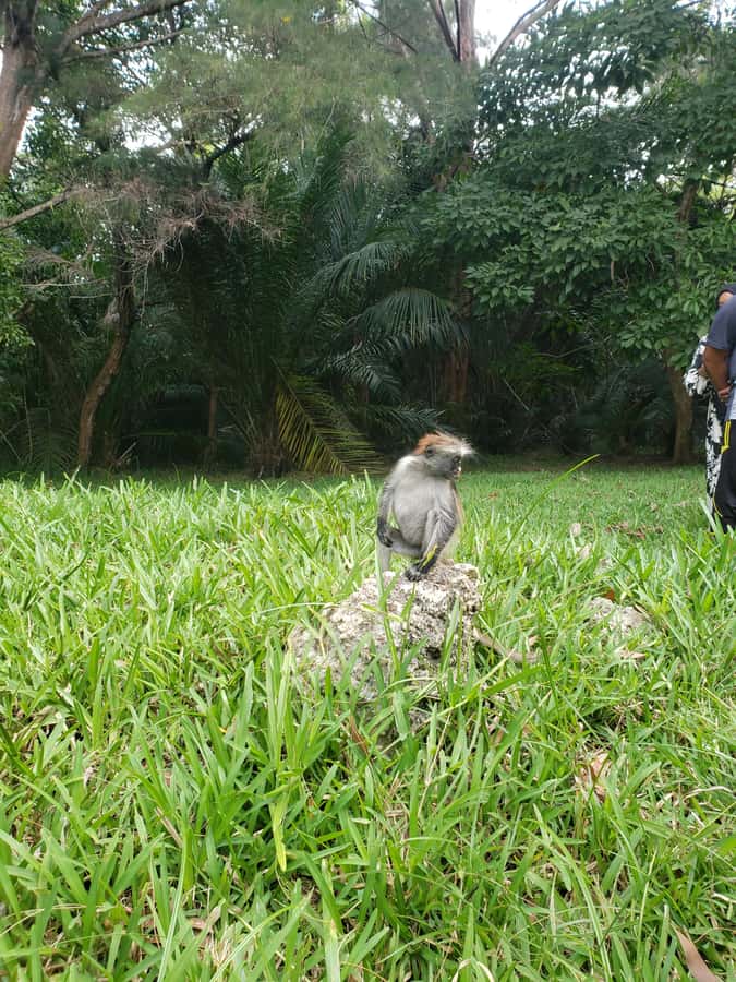 Zanzibar: Jozani forest, Butterfly center & Salaam cave tour - Transport, timing, and what to bring
