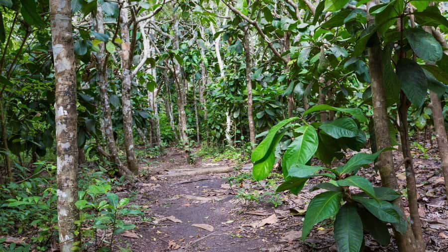 Zanzibar: Jozani forest, Butterfly center & Salaam cave tour - Final call: should you book it?