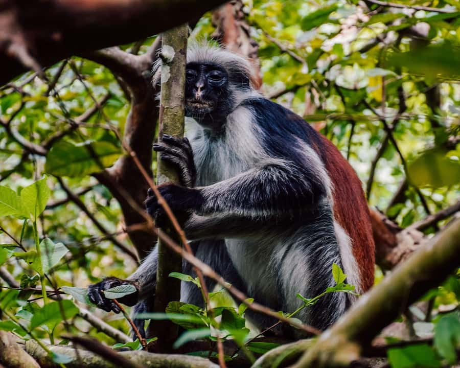 Zanzibar: Jozani forest, Butterfly center & Salaam cave tour - Jozani Forest: the strongest part for wild animals