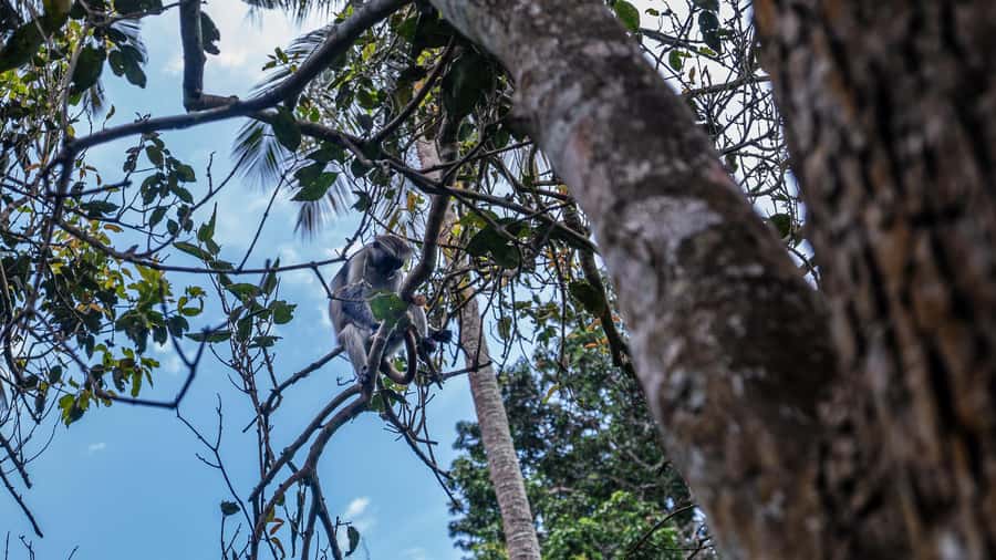 Zanzibar: Jozani Forest Guided Tour,Red Colobus and transfer - Why Jozani Forest is worth your morning