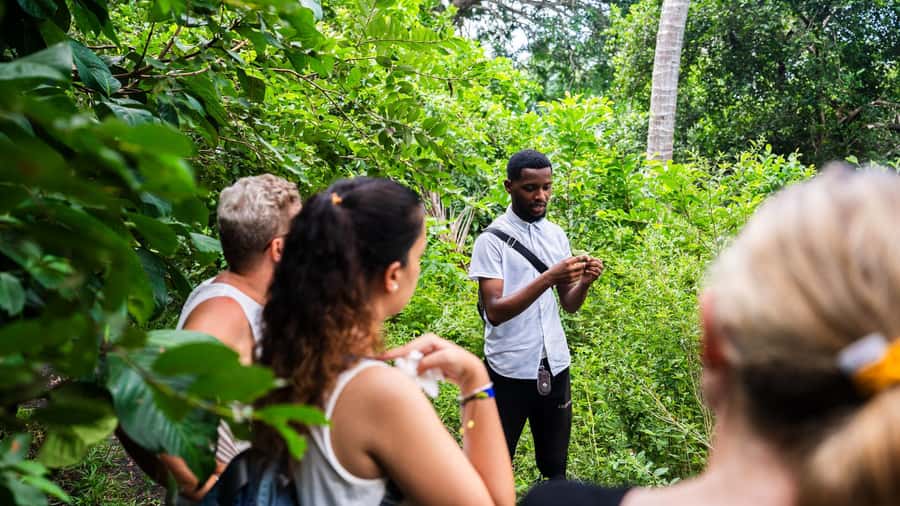 Zanzibar: Jozani Forest Guided Tour,Red Colobus and transfer - The mangrove boardwalk adds a second habitat