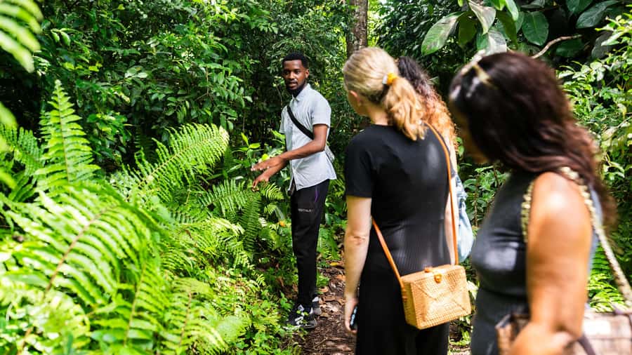 Zanzibar: Jozani Forest Guided Tour,Red Colobus and transfer - Is $78 good value?