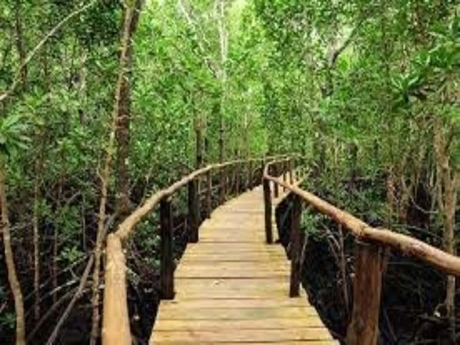 Zanzibar: Jozani Forest Guided Tour,Red Colobus and transfer - Who will enjoy this Jozani visit?