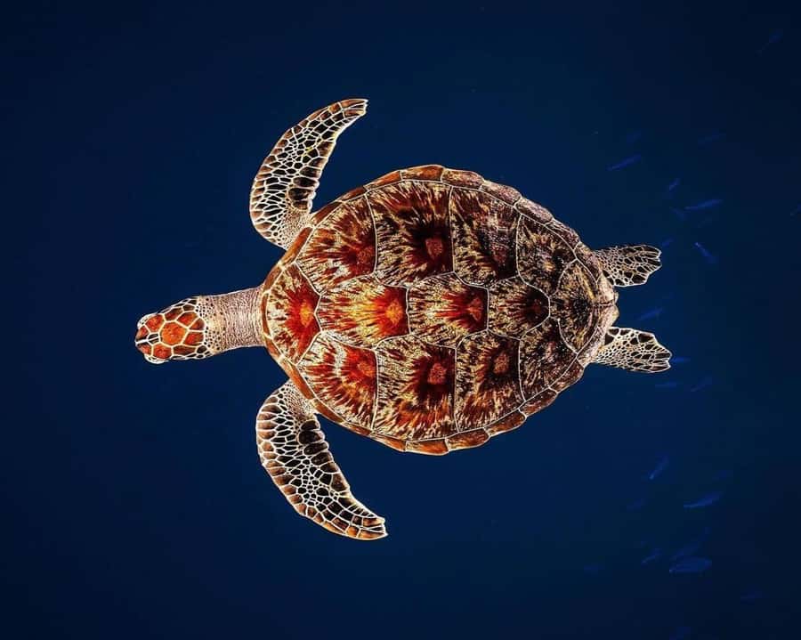 Zanzibar: Jozani Forest, Kuza Cave and Stand Up Paddle Tour - Key points before you book