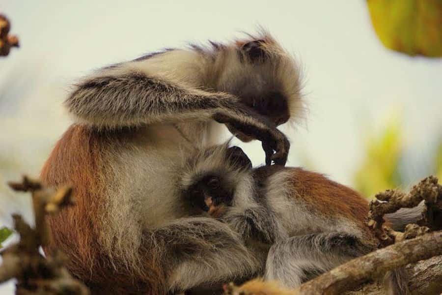 Zanzibar: Jozani Forest, Kuza Cave and Stand Up Paddle Tour - Kuza Cave in Jambiani