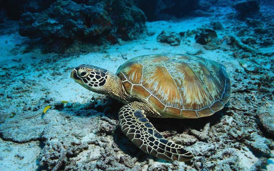 Zanzibar: Jozani Forest, Kuza Cave and Stand Up Paddle Tour - Stand-up paddleboarding on clear water