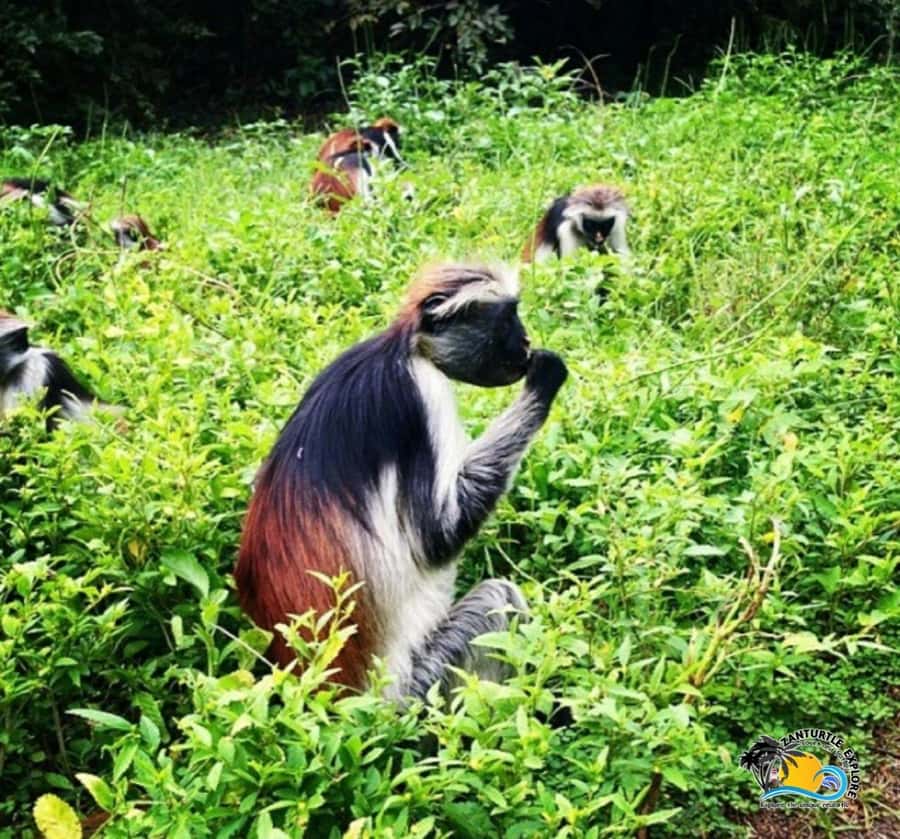 Zanzibar: Jozani Forest, Kuza Cave & Salaam Cave Aquarium - What the $115 price includes