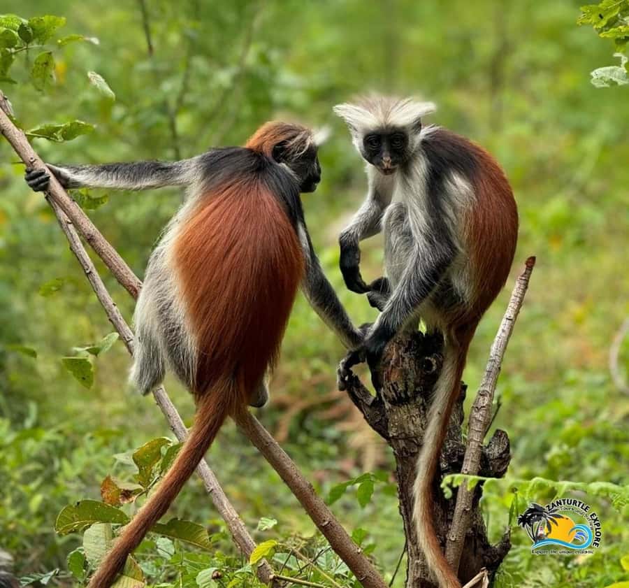 Zanzibar: Jozani Forest, Kuza Cave & Salaam Cave Aquarium - Who will enjoy this day most