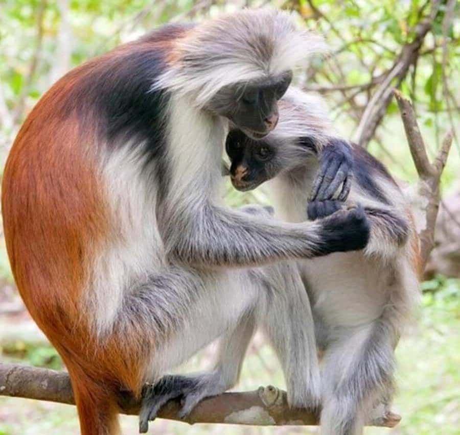 ZANZIBAR: Jozani Forest Monkey Tour and The Rock Restaurant - The coastal drive to Pingwe