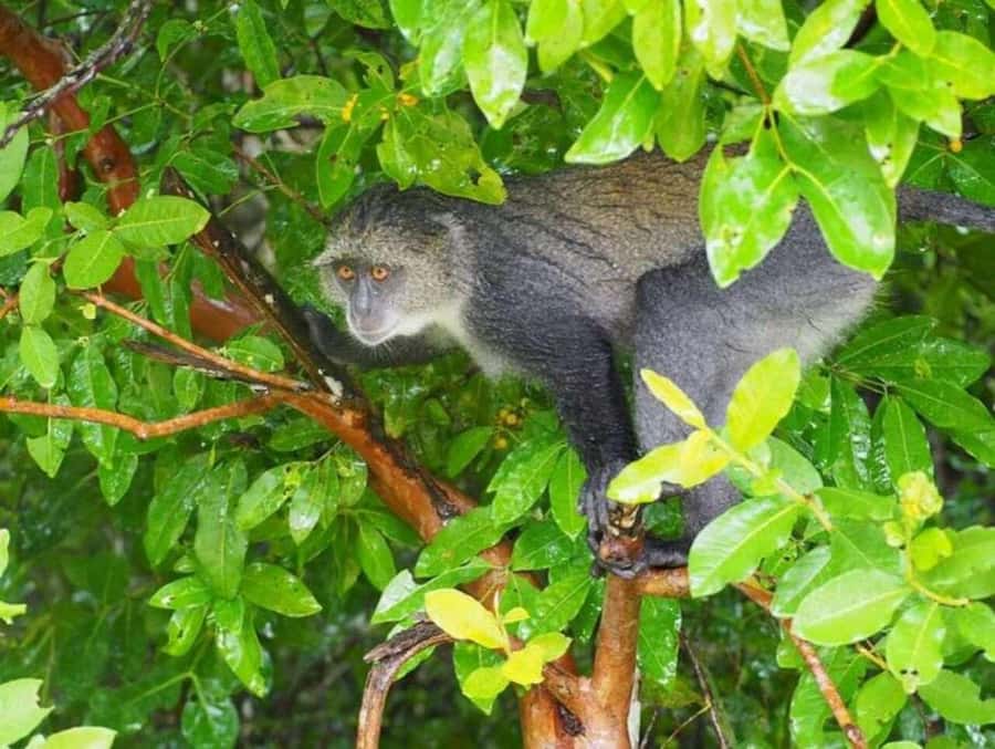 ZANZIBAR: Jozani Forest Monkey Tour and The Rock Restaurant - Arriving at The Rock Restaurant