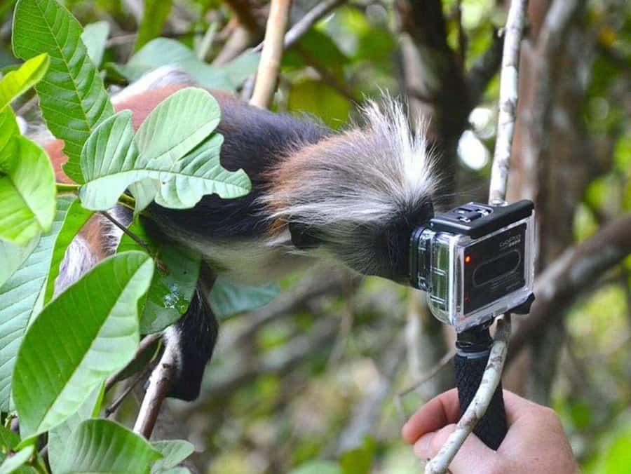 ZANZIBAR: Jozani Forest Monkey Tour and The Rock Restaurant - Is the restaurant worth the extra cost?