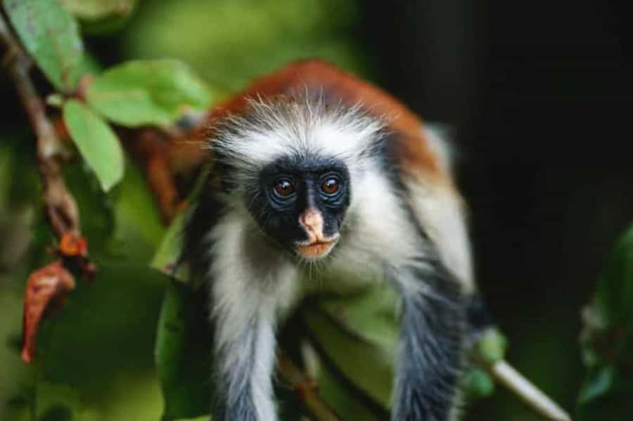 ZANZIBAR: Jozani Forest Monkey Tour and The Rock Restaurant - Who will enjoy this private Zanzibar outing?